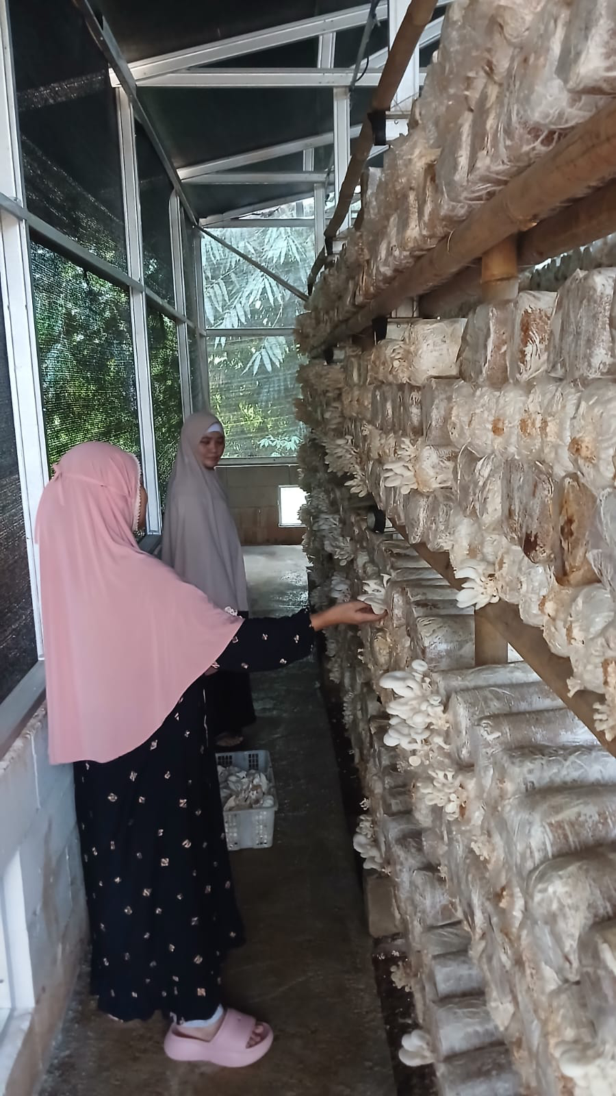Budidaya Jamur Tiram